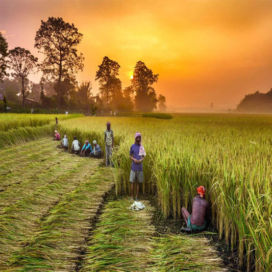 From Paddy to Plate: How Rice is Processed (Step-by-Step Guide)